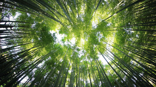 Comment encourager ses clients à adopter une approche plus écologique avec l'e-commerce